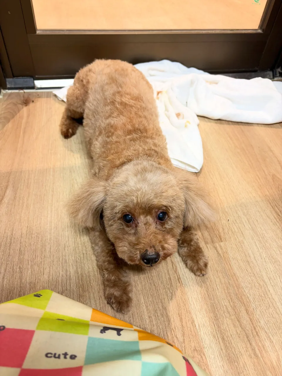 🍃10/20のトリミング🍃プードル 🐶｜名東区・千種区・守山...