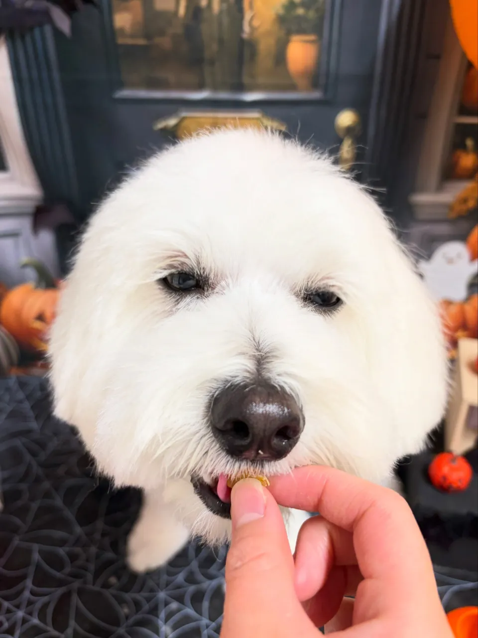 🍃10/20のトリミング🍃ミックス犬🐶|名東区・千種区・守山...