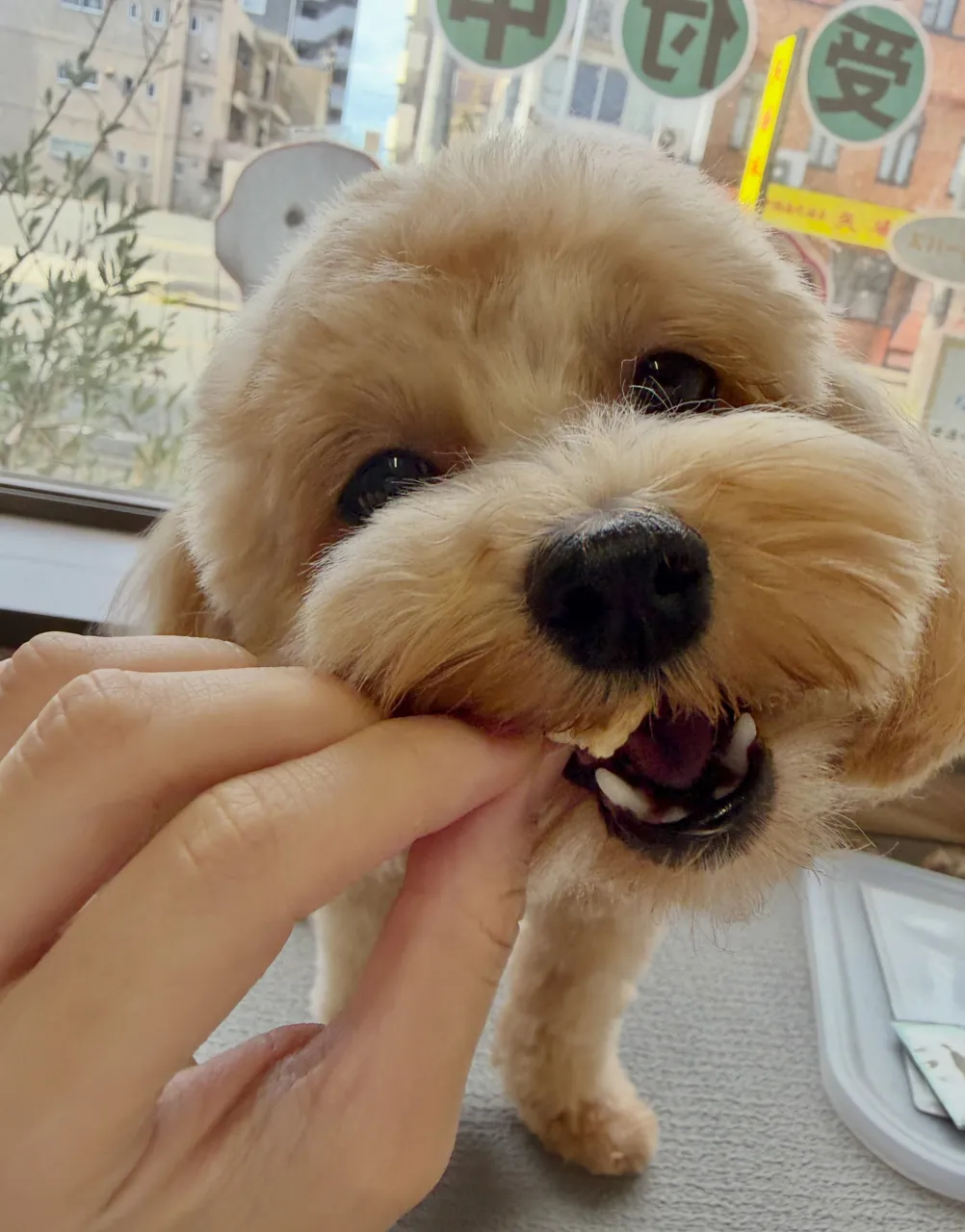 🍃10/21のトリミング🍃ミックス犬🐶｜名東区・千種区・守山...