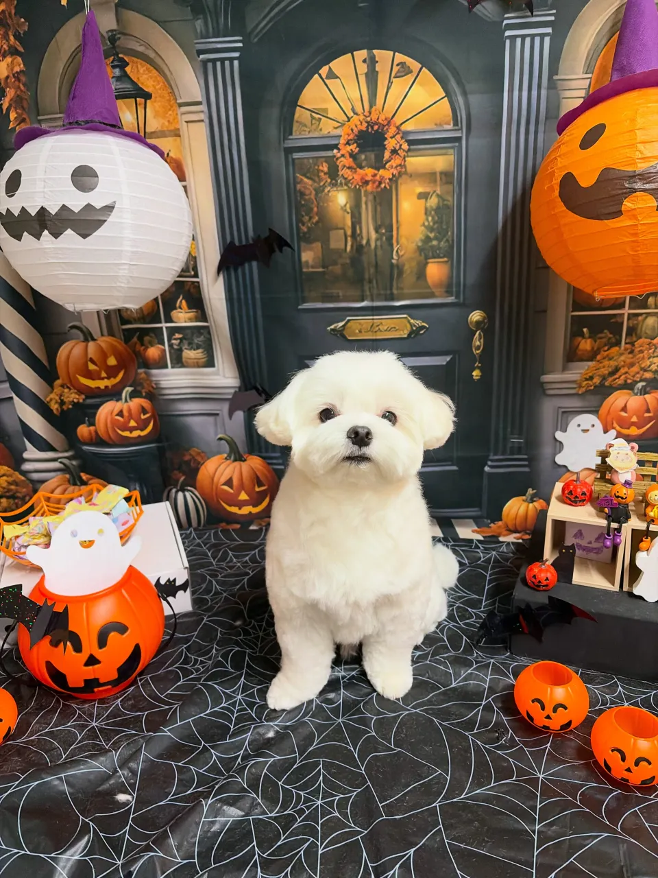 🍃10/21のトリミング🍃マルチーズ🐶|名東区・千種区・守山...
