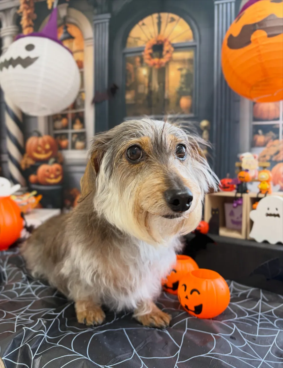 🍃10/21のトリミング🍃シーズー🐶ダックス🐶チワワ🐶｜名東...