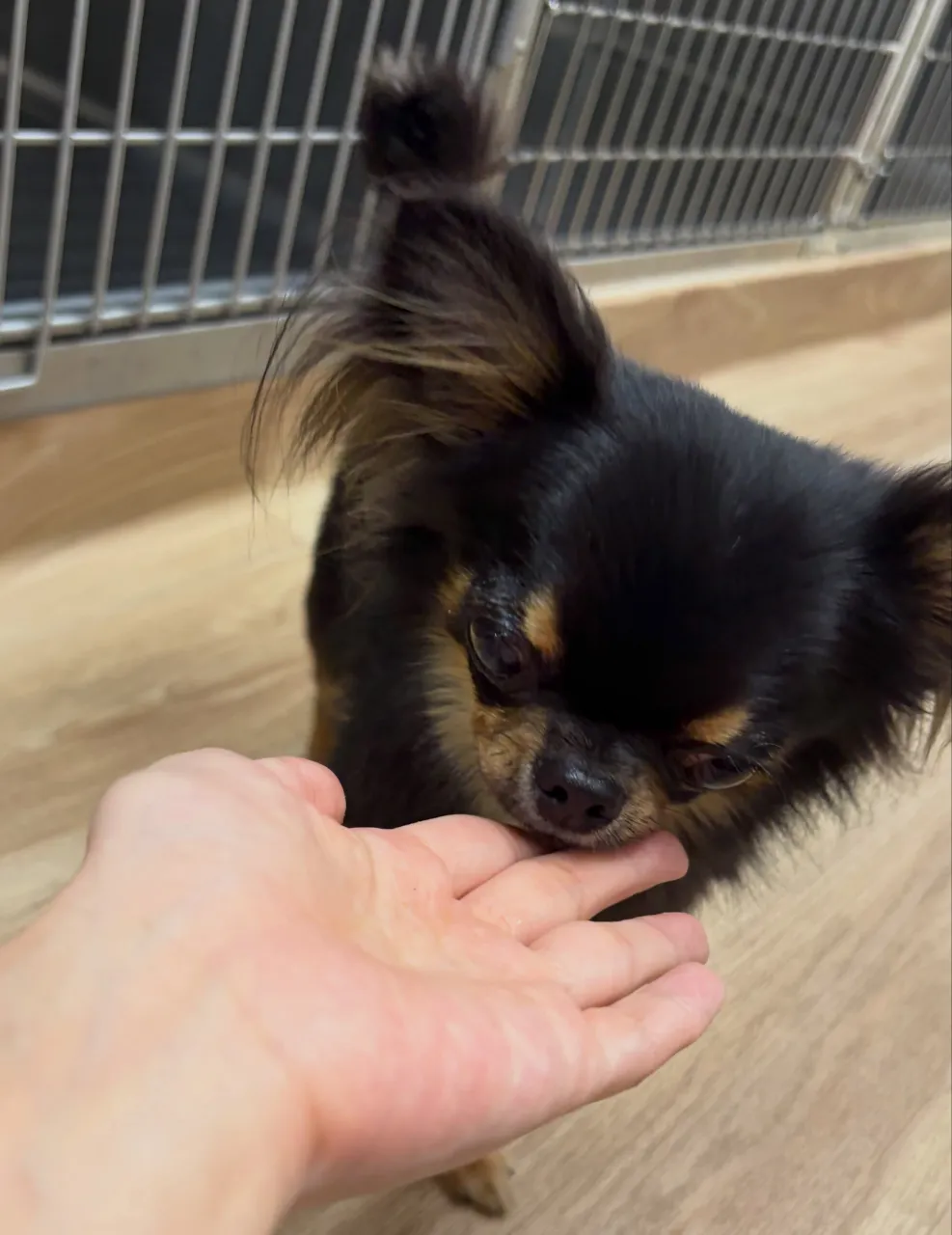 🍃10/21のトリミング🍃シーズー🐶ダックス🐶チワワ🐶｜名東...