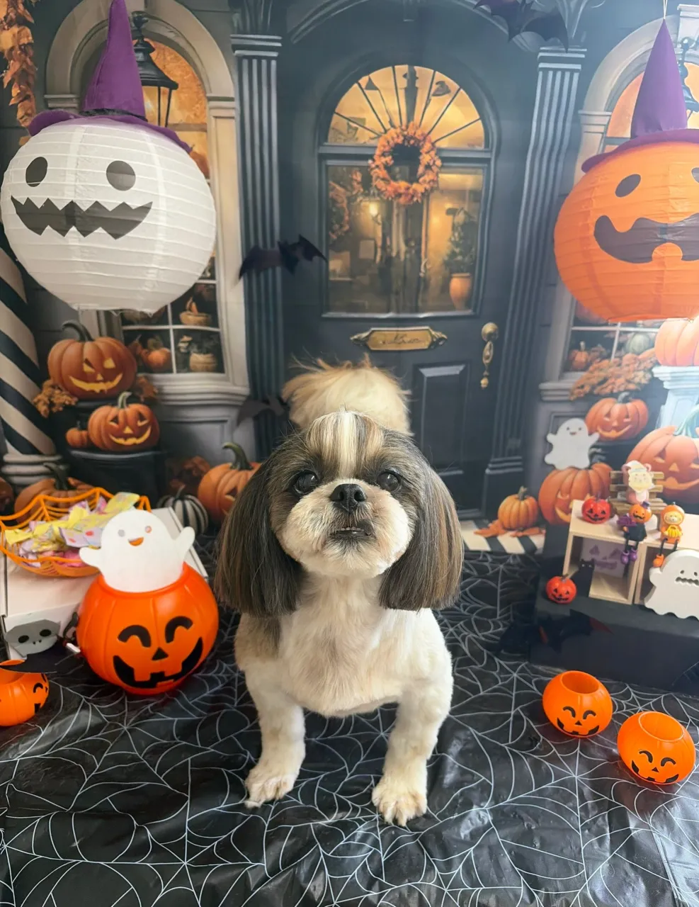 🍃10/21のトリミング🍃シーズー🐶ダックス🐶チワワ🐶｜名東...