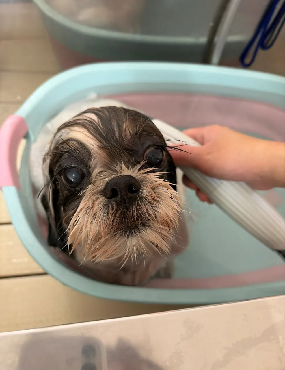 🍃10/21のトリミング🍃シーズー🐶ダックス🐶チワワ🐶｜名東...