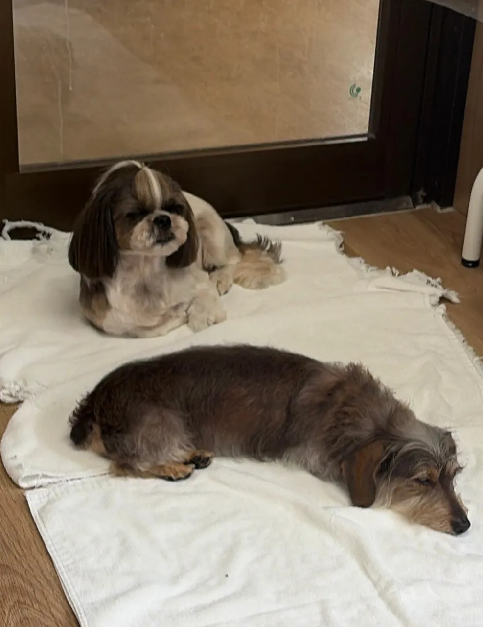 🍃10/21のトリミング🍃シーズー🐶ダックス🐶チワワ🐶｜名東...